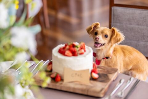 ペットとずっと一緒に過ごせる結婚式♪